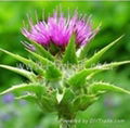 Milk Thistle P.E. 1