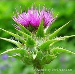 Milk Thistle P.E.