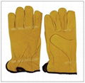 Driving glove / Pig skin leather drive