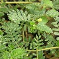 Tribulus Terrestris