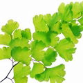 Ginkgo Biloba P.E  