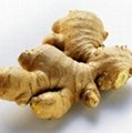 Ginger Root P.E. 1