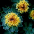 Rhodiola Rosea P.E. 1