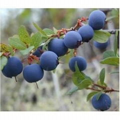 Bilberry P.E.