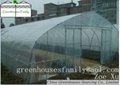 Hot Galvanizded High Tunnels Greenhouses from China 2