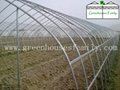 Hot Galvanizded High Tunnels Greenhouses from China 5