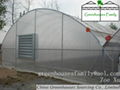 Commercial Agricultural Gutter Connected Greenhouses 