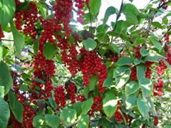 Schisandra Chinensis P.E./ Schisandra Chinensis Extract