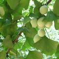 Gingko Biloba P.E.