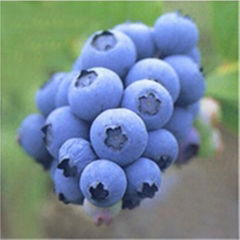 Bilberry P.E./ Bilberry fruit extract