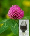 Red Clover P.E. 2