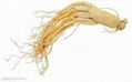 Panax Ginseng Extract/Ginseng P.E. 2