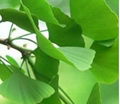 Gingko Biloba P.E. 3