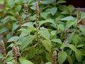 Coleus forskohlii Extract Forskohlin