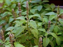 Coleus forskohlii Extract Forskohlin  