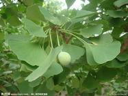 Ginkgo Biloba Extract 