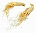 Ginseng Root Extract 80% Ginsenosides 