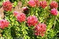 Rhodiola Rosae Extract 5% Rosavins