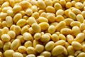 Soy bean Extract 40% Isoflavines 