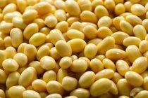 Soy bean Extract 40% Isoflavines 