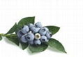 Blueberry Extract Juice 65 Brix 