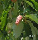 Magnolia Bark Extract