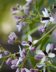 Neem Flower Oil