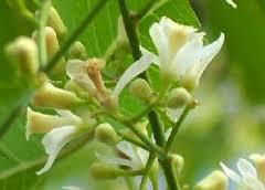 Neem Natural Fertilizer