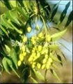 Crude Neem Oil 1