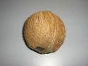 Matured Coconut