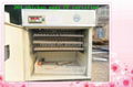 Full Automatic Egg Incubator Machine YZITE-5( CE Approved) 1