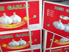 garlic, 