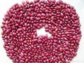 small red kidney beans 1