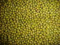 green mung beans