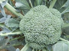 Frozen vegetable-Frozen Broccoli