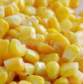 Frozen vegetable-Frozen Sweet Corn Kernel