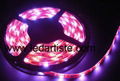 RGB,SMD5050 Flex LED Strip with Crystal Epoxy Waterproof