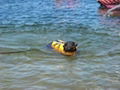  Fashion puppy life jacket 3