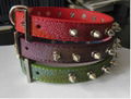 dog collar with two line of bullet 2