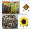 roasted sunflower kernel 