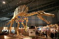 Life Size Museum Model Dinosaur Skeleton