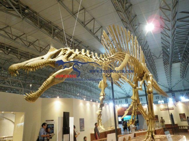 Life Size Museum Model Dinosaur Skeleton  3