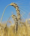 Feed Wheat, Ukraine