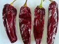 High Quality Red Paprika Price 1