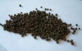 High Quality Black pepper Price 3