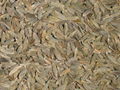 High Quality Cumin seeds Price