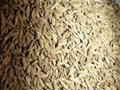 High Quality Cumin seeds Price 5