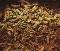 High Quality Caraway Seeds Price