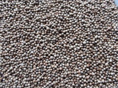 High Quality Coriander Seeds Price