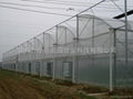 Terraced greenhouse 1